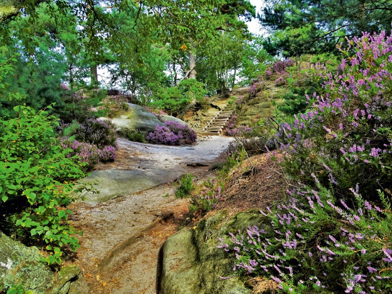Heideblüte auf dem Rauenstein 1000 Teile Puzzle quer - CALVENDO Foto-Puzzle'
