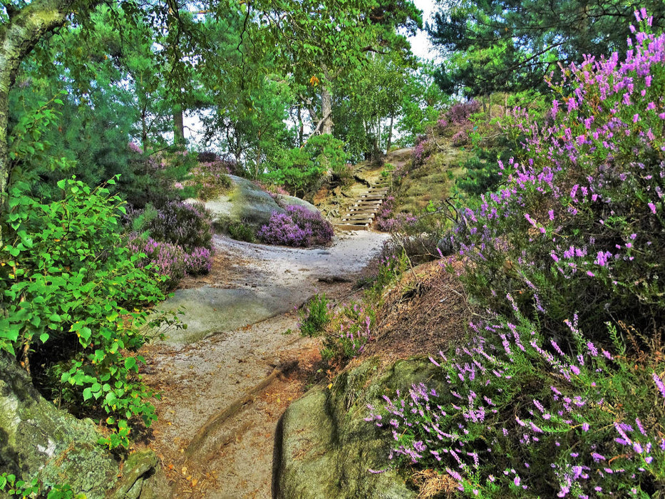 Heideblüte auf dem Rauenstein - CALVENDO Foto-Puzzle'