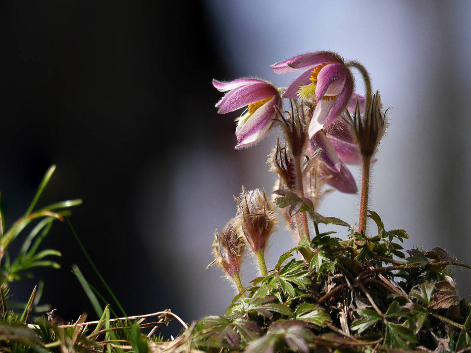 Rare Schönheit - CALVENDO Foto-Puzzle'