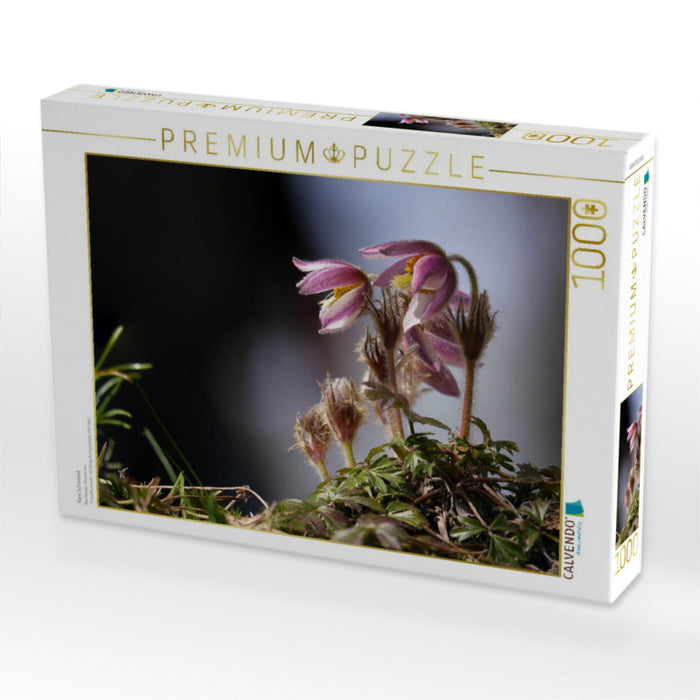 Rare Schönheit - CALVENDO Foto-Puzzle'