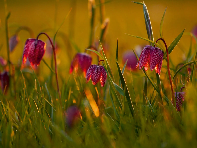 Kleine Laternen - Schachbrettblumen im Abendlicht 1000 Teile Puzzle quer - CALVENDO Foto-Puzzle'