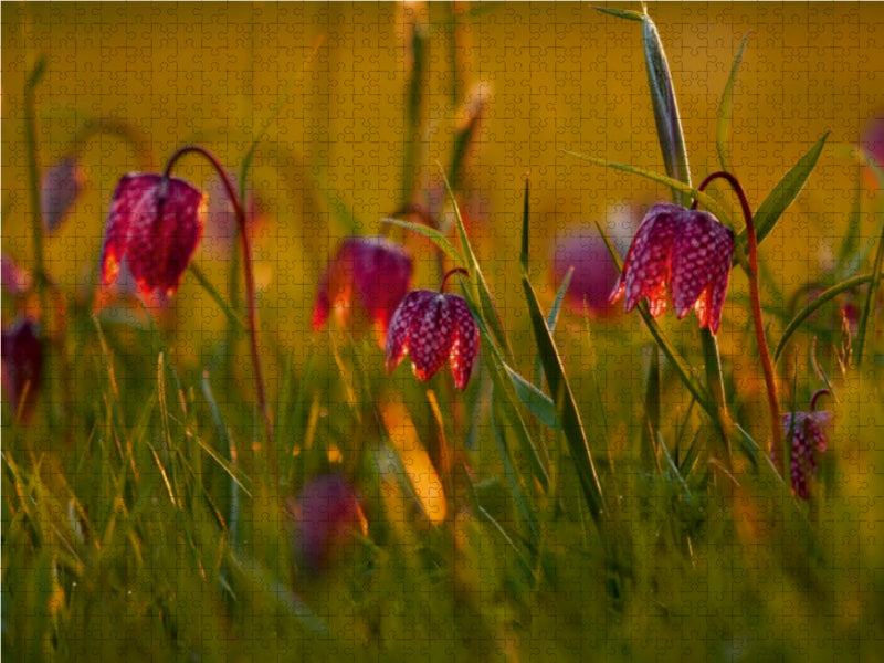 Kleine Laternen - Schachbrettblumen im Abendlicht 1000 Teile Puzzle quer - CALVENDO Foto-Puzzle'
