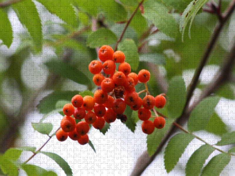 Eberesche - CALVENDO Foto-Puzzle'