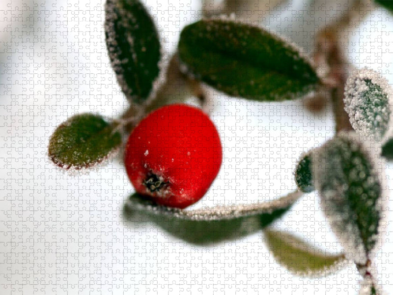 Felsenmispel mit Frost - CALVENDO Foto-Puzzle'