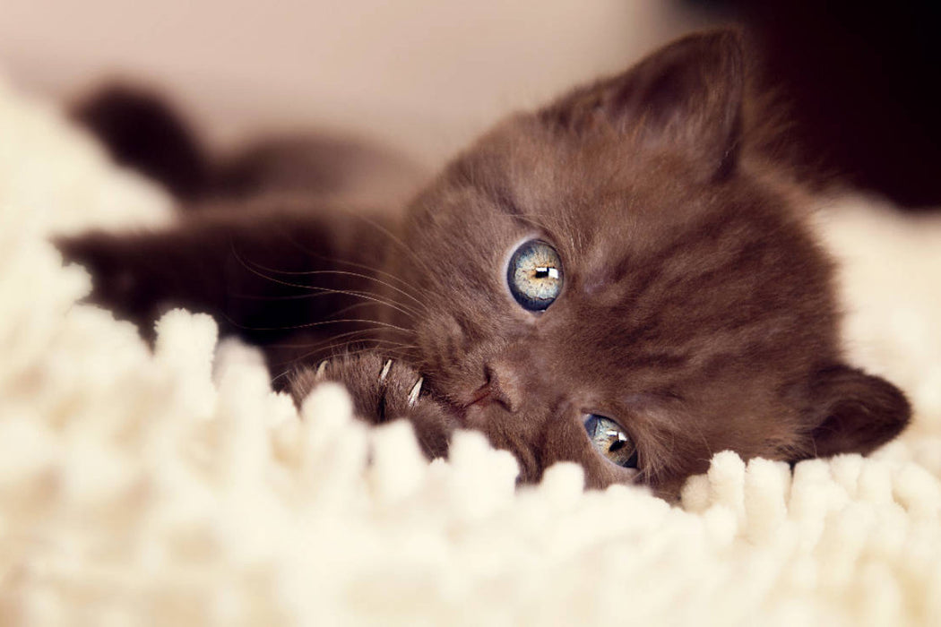 Premium Textil-Leinwand Verträumtes Katzenkind