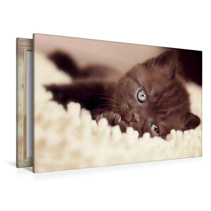Premium Textil-Leinwand Verträumtes Katzenkind