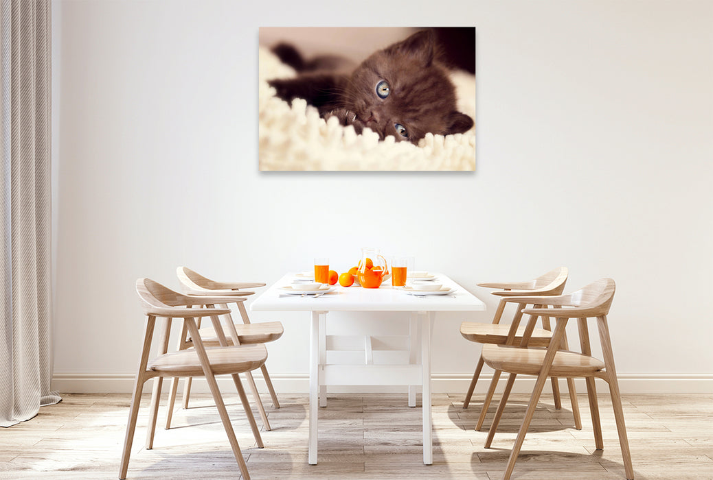 Premium Textil-Leinwand Verträumtes Katzenkind