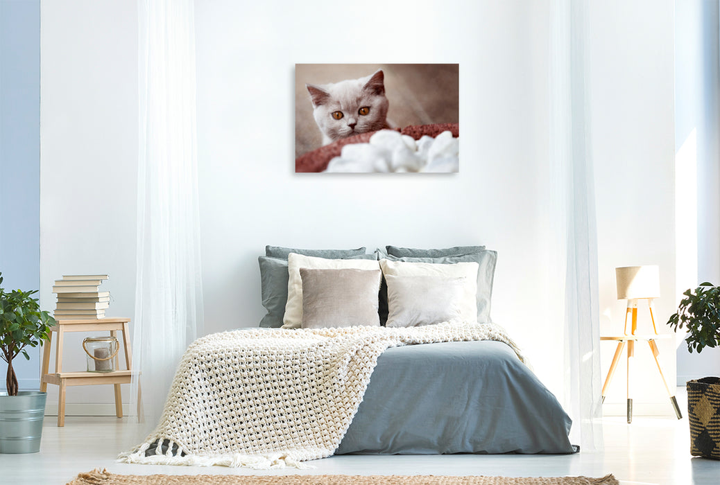 Premium Textil-Leinwand Premium Textil-Leinwand 120 cm x 80 cm quer Neugierige Katzenkind-Blicke