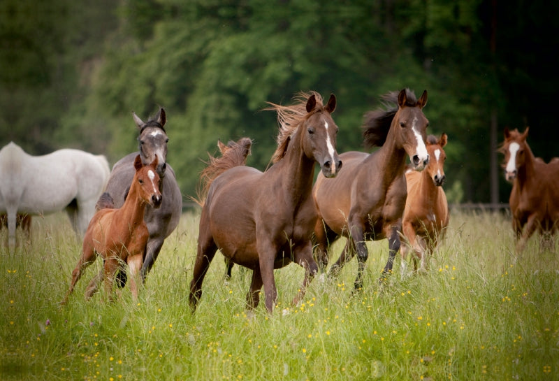 Premium Textil-Leinwand Aufgalopp
