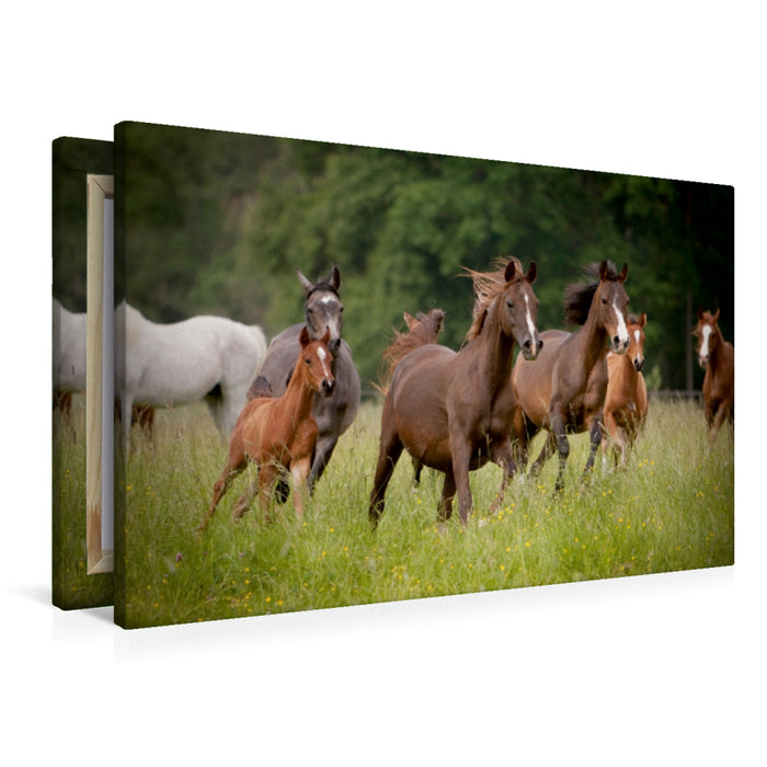 Premium Textil-Leinwand Aufgalopp
