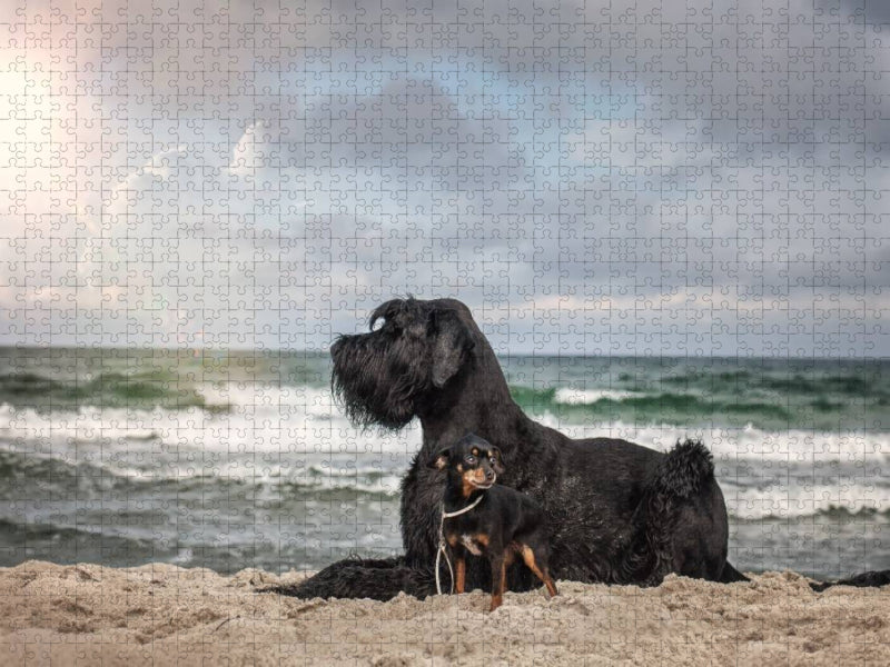 Hunde am Meer - CALVENDO Foto-Puzzle'