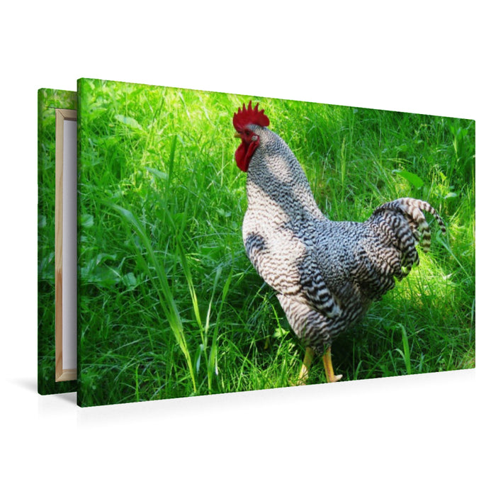 Premium Textil-Leinwand Stolzer Hahn