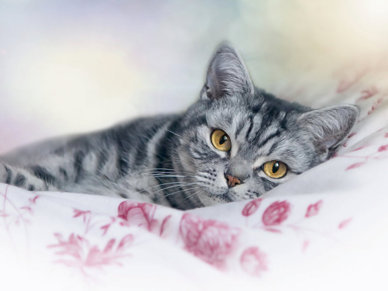 Britisch Kurzhaar -  Katzen zum Verlieben 1000 Teile Puzzle quer - CALVENDO Foto-Puzzle'