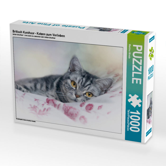Britisch Kurzhaar -  Katzen zum Verlieben 1000 Teile Puzzle quer - CALVENDO Foto-Puzzle'