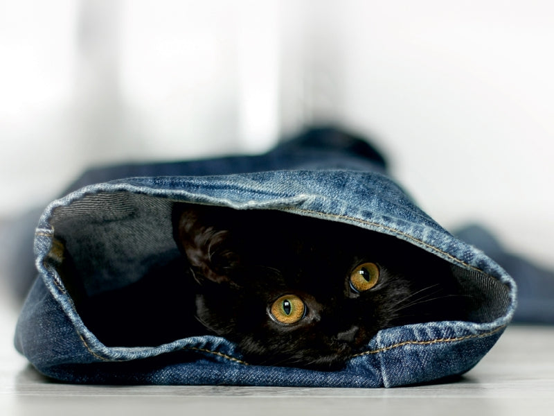 Kittens to fall in love with - CALVENDO photo puzzle 