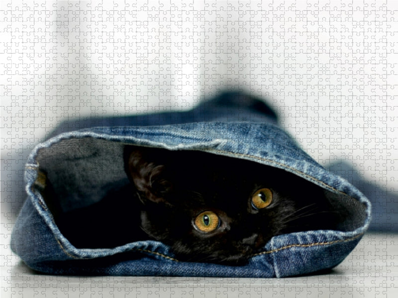 Kittens to fall in love with - CALVENDO photo puzzle 