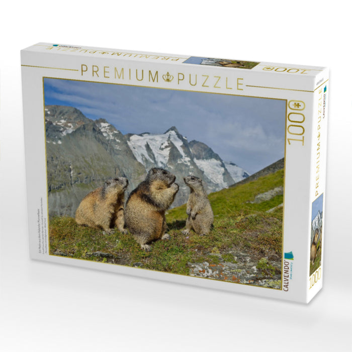 Ein Motiv aus dem Kalender Murmeltiere - CALVENDO Foto-Puzzle'