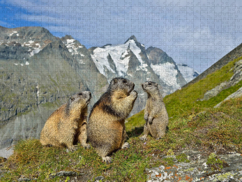 Ein Motiv aus dem Kalender Murmeltiere - CALVENDO Foto-Puzzle'