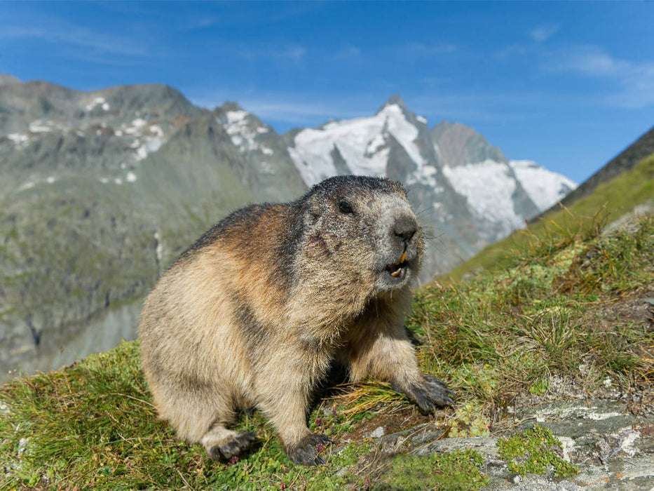 Murmel mit Großglockner - CALVENDO Foto-Puzzle'