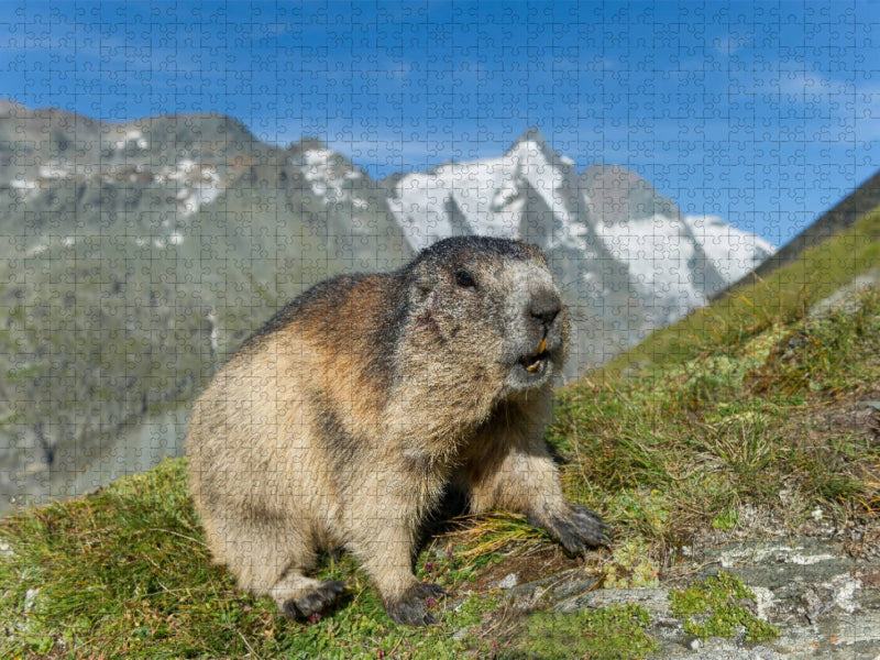Murmel mit Großglockner - CALVENDO Foto-Puzzle'