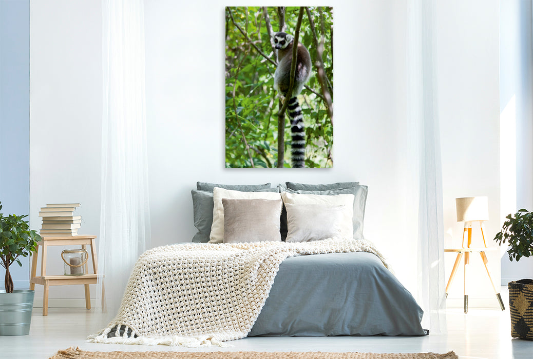 Premium Textil-Leinwand Premium Textil-Leinwand 80 cm x 120 cm  hoch Katta Lemur auf Madagaskar