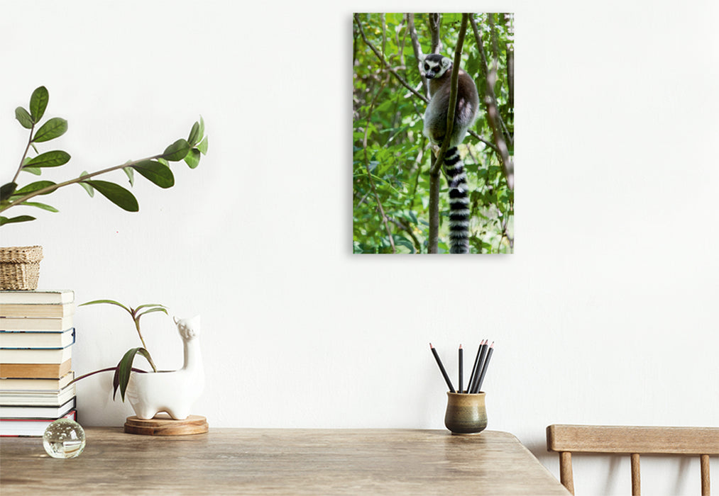 Premium Textil-Leinwand Premium Textil-Leinwand 80 cm x 120 cm  hoch Katta Lemur auf Madagaskar