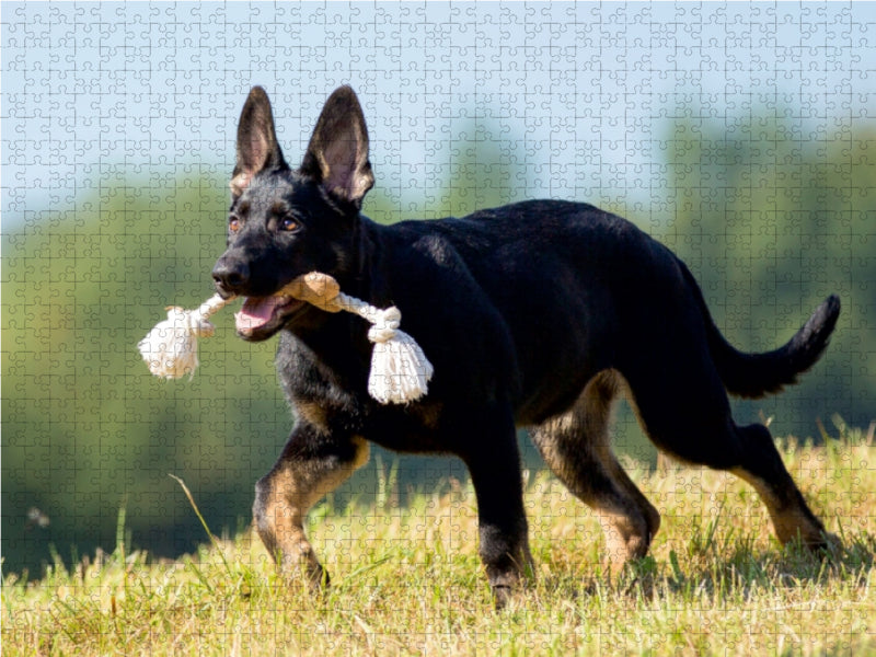 Cage 1000 Teile Puzzle quer - CALVENDO Foto-Puzzle'