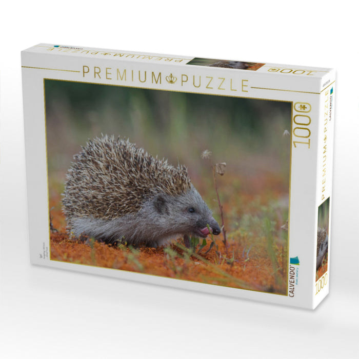 Igel - CALVENDO Foto-Puzzle'