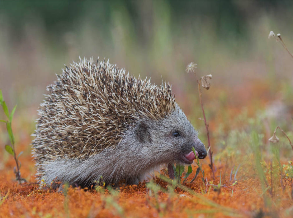 Igel - CALVENDO Foto-Puzzle'