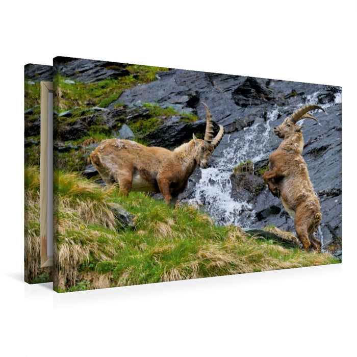 Premium Textil-Leinwand Steinböcke