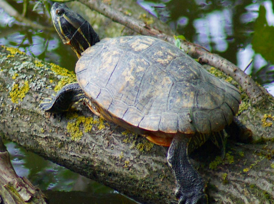 Wasserschildkröte - CALVENDO Foto-Puzzle'