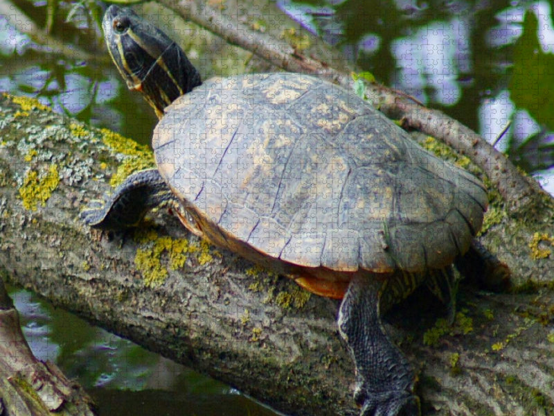 Wasserschildkröte - CALVENDO Foto-Puzzle'