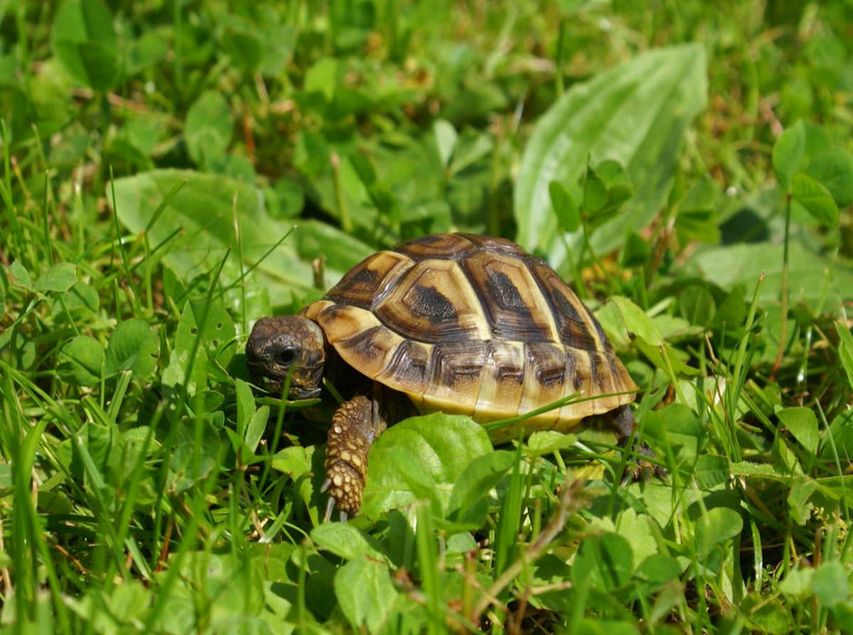 Griechisches Landschildkröten Baby - CALVENDO Foto-Puzzle'