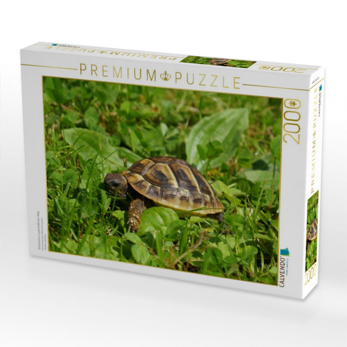 Griechisches Landschildkröten Baby - CALVENDO Foto-Puzzle'