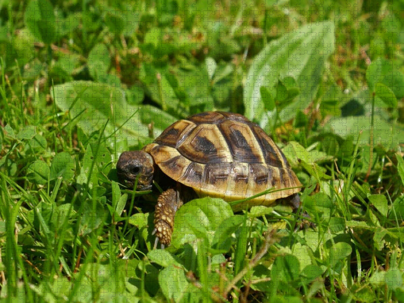 Griechisches Landschildkröten Baby - CALVENDO Foto-Puzzle'