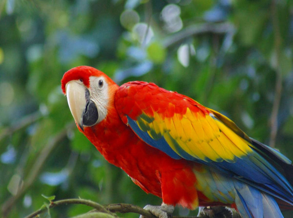 Roter Ara - CALVENDO Foto-Puzzle'