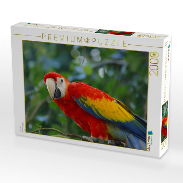 Roter Ara - CALVENDO Foto-Puzzle'