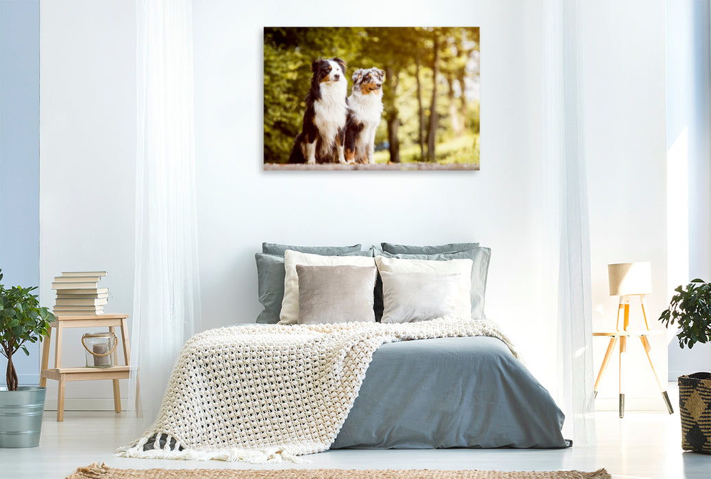 Premium Textil-Leinwand Premium Textil-Leinwand 120 cm x 80 cm quer Ein Motiv aus dem Kalender Australian Shepherds Kalender 2017