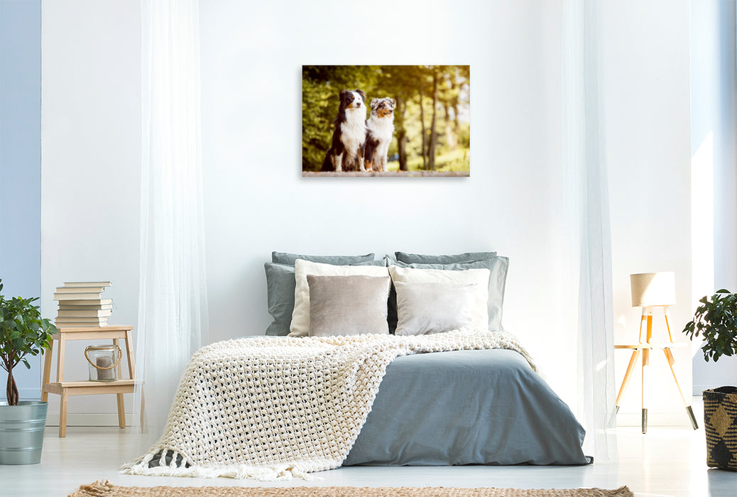 Premium Textil-Leinwand Premium Textil-Leinwand 120 cm x 80 cm quer Ein Motiv aus dem Kalender Australian Shepherds Kalender 2017