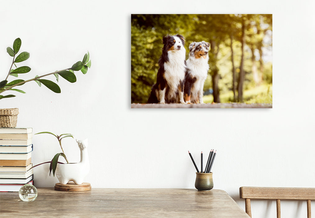 Premium Textil-Leinwand Premium Textil-Leinwand 120 cm x 80 cm quer Ein Motiv aus dem Kalender Australian Shepherds Kalender 2017