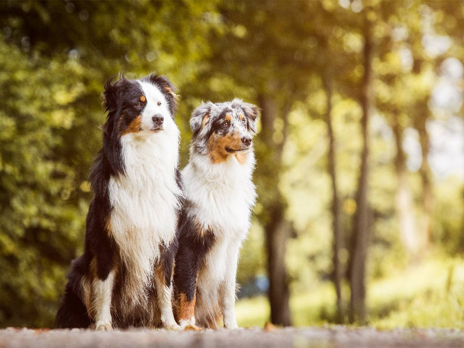 Ein Motiv aus dem Kalender Australian Shepherds Kalender 2017 - CALVENDO Foto-Puzzle'