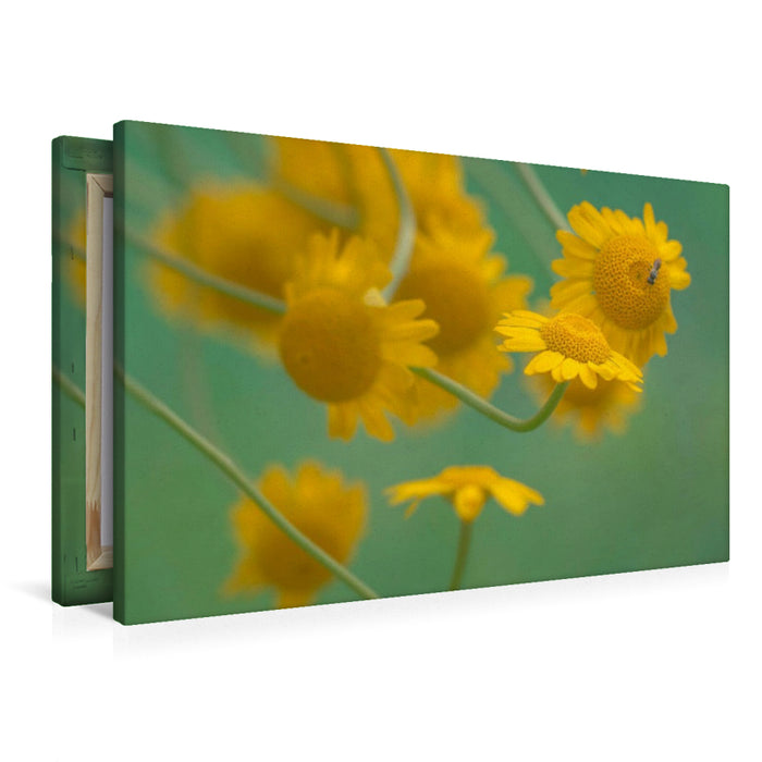 Premium Textil-Leinwand Gelbe Magerite