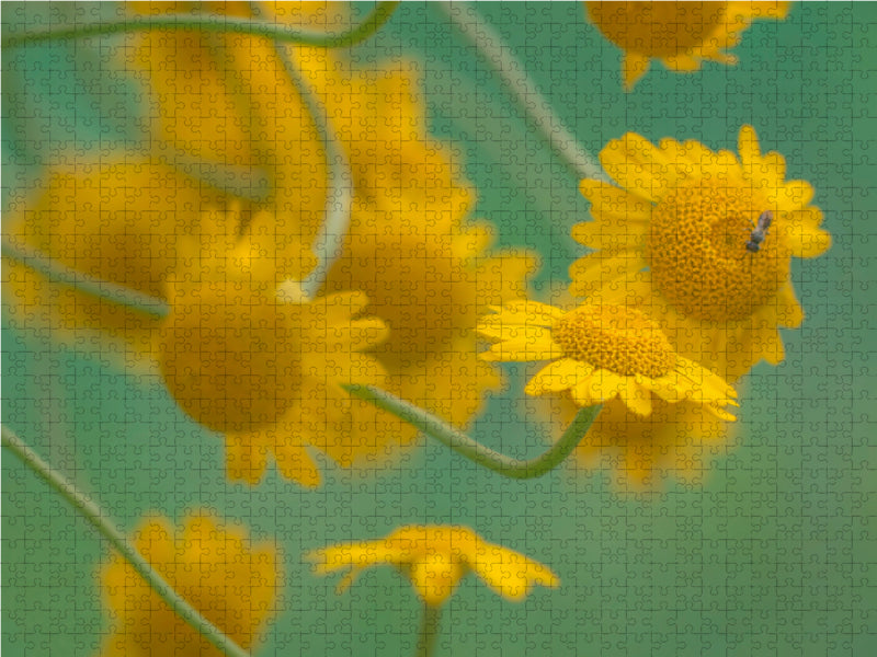 Magérite jaune - Puzzle photo CALVENDO 