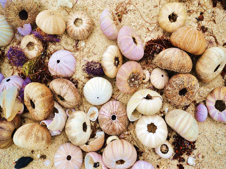 Mauritius, Seeigelhüllen - CALVENDO Foto-Puzzle'