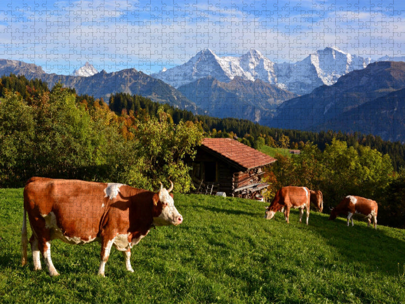 Schweizer Kühe - CALVENDO Foto-Puzzle'