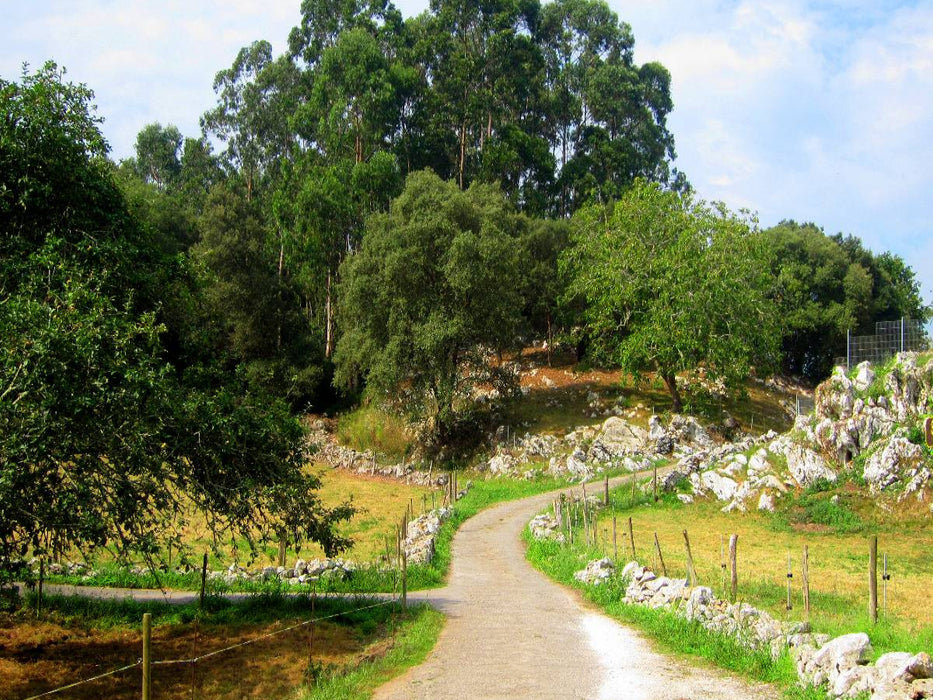 Alles ist grün - CALVENDO Foto-Puzzle'