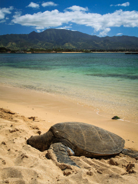 Hawaiian Green Sea Turtle - Oahu - CALVENDO Foto-Puzzle'