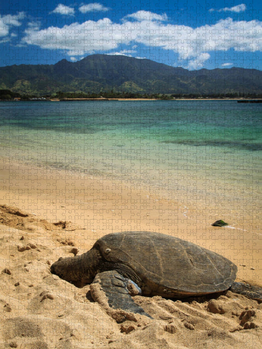 Hawaiian Green Sea Turtle - Oahu - CALVENDO Foto-Puzzle'