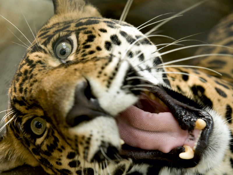 Leopard - CALVENDO photo puzzle 