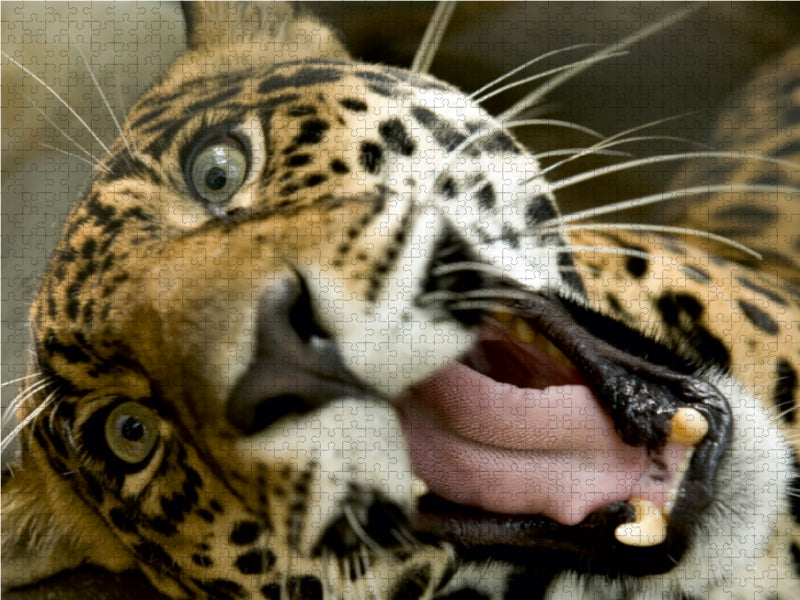 Leopard - CALVENDO photo puzzle 